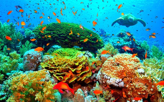 underwater-beauty-turtle-corals-9115-1280x800