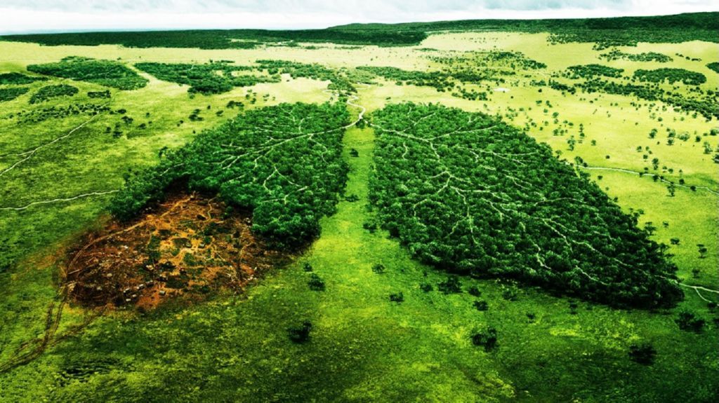 Resultado de imagen para imagenes de la deforestacion