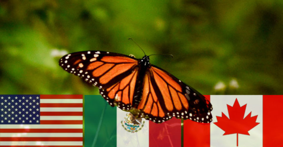 Resultado de imagen para mariposas monarcas extincion