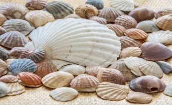 Resultado de imagen para conchas de mar