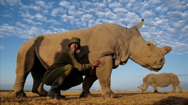 Muere el ultimo rinoceronte blanco del norte macho del mundo